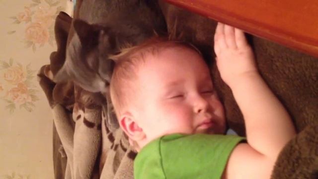 Кошка убаюкивает сына смотреть онлайн