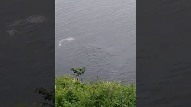 Разлив/пятно в Авачинской бухте. Экология Камчатки.Вода России.