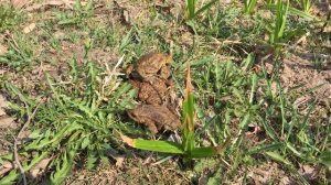 Жабы в брачный период / Mating season for toads