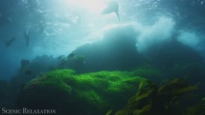 «Океан 4K» — живописный фильм о дикой природе с успокаивающей музыкой