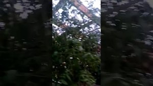 Солнечный вегетарий на урале.помидорки ягодки.