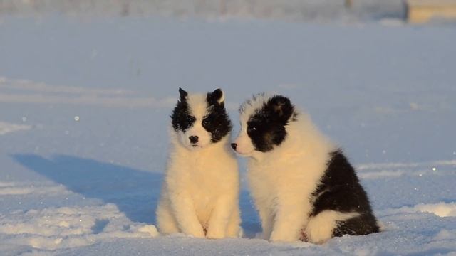 "Эх,мужички!" =) Якутская лайка.Мальчики от Румбы и Долана . смотреть онлайн