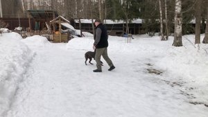 Почему собака не слушается?
