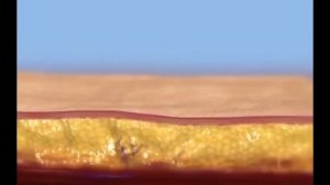 Көмірсулар мен липидтер. Олардың қасиеті мен қызметі. 8-сынып. 2-Бөлім. Молекулалық биология.