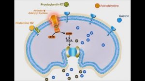 Proton Pump Inhibitors animation video