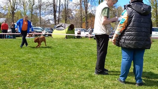 Бордоский дог. Выставка собак. смотреть онлайн