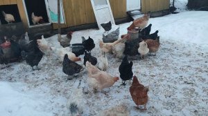 Почему покупаю кур-несушек 🐔 а не выращиваю сам? Выращивать дешевле. Кошечка Лапа не даст соврать☝