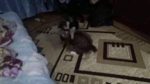 Игра Кота и Собаки