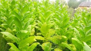 Табак. Сорт Спектр. Первая ломка 10 недель