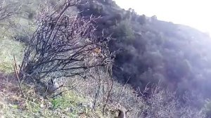 КАБГУША ДАР Н ТАВИЛДАРА ШИКОРИ КАБК 👍👍👍