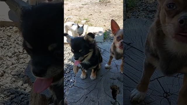 собака улыбака Дельфин 🐬 продажа чихуахуа питомник Кастропуло Крым смотреть онлайн