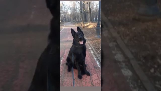 собаки разного вида смотреть онлайн