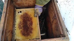 Пчеловодство.Зимовка пчёл.Осмотр пчёл зимой.Даю канди.Землеройки в ульях #Пчеловодство #Враги_пчёл