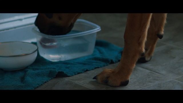 Nikon NIKKOR 85mm f1.4 AI-S  BMPCC 6K - Vintage Lens Review