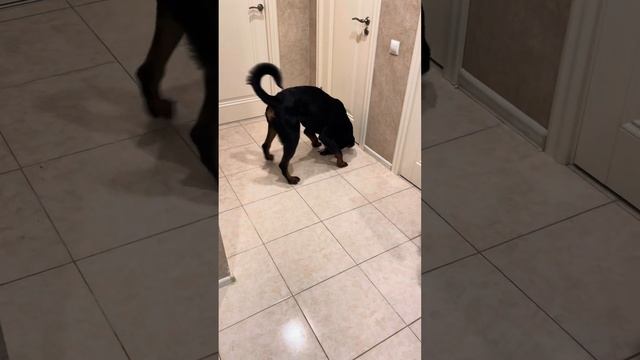 Игрульки дома🤪#ротвейлер #собака смотреть онлайн