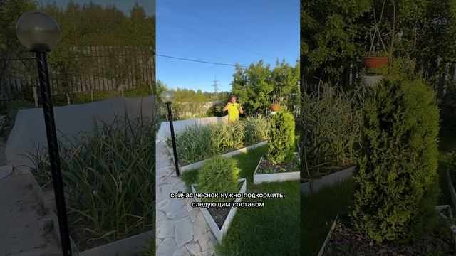 Подкормка для крупного чеснока! смотреть онлайн