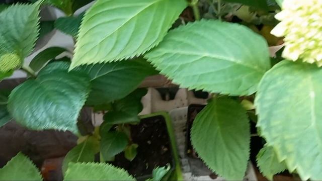 😱ХЛОРОЗ у ГОРТЕНЗИИ🌱!! КАК устранить его признаки? #хлороз #гортензиякрупнолистная #гортензии