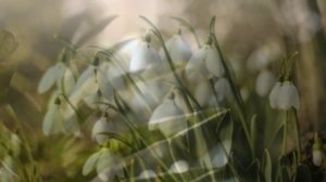 Психологическая сказка о том,как дружить