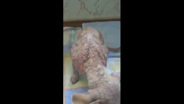 видео Сью смотреть онлайн