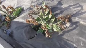 Томаты в открытом грунте замерзли. СТЕПЕНЬ ОБМОРОЖЕНИЯ разная. Что делать? Какие буду ВЫХАЖИВАТЬ?