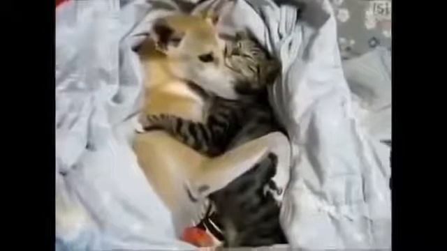 Самое смешное видео ютюба приколы смех до слез 1