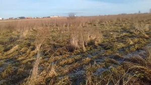 Охота с хаски и русским охотничьим спаниелем на зайца и курапатку