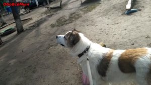 АЛАБАЙ И БЕЛКА