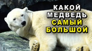 Какой медведь самый большой. Самый большой медведь в мире