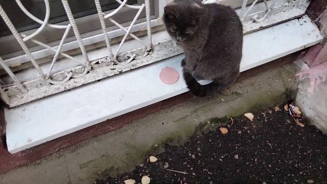 Серый кот ест колбасу смотреть онлайн