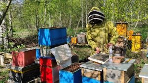 Пчеловодство. Как усилить очень слабый отводок на пасеке #пчёлы #пчеловодство #отводок