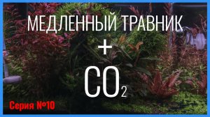 Серия 10. Подача CO2 в медленный травник со слабым освещением и малой дозой удобрений