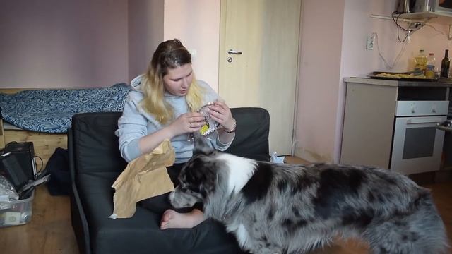 Обзор амуниции For dogs.