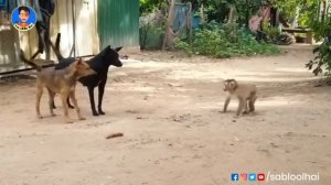 Kalwa Re Kalua comedy full enjoy🤣🤣🤣🤣🤣🤣🤣🤣🤣🤣🤣🤣🤣🤣🤣