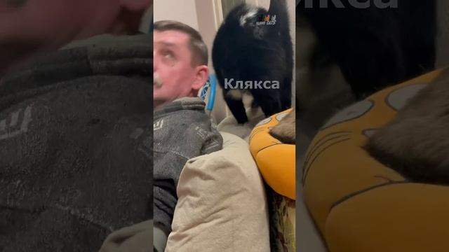 Эх, хорошо дома в кошках!