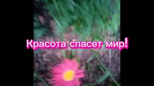 У сестры в огороде_Цветочные поляны_Тверская область
