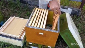 5 часть.Полный цикл развития июньских отводков Бакфаст с молодыми матками и получение мёда в Сибири