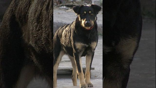 Лай Злой Собаки