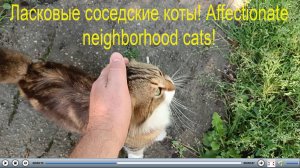 Ласковые соседские коты! Affectionate neighborhood cats!