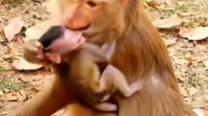 Острая фаза отлучения Monkey baby от...