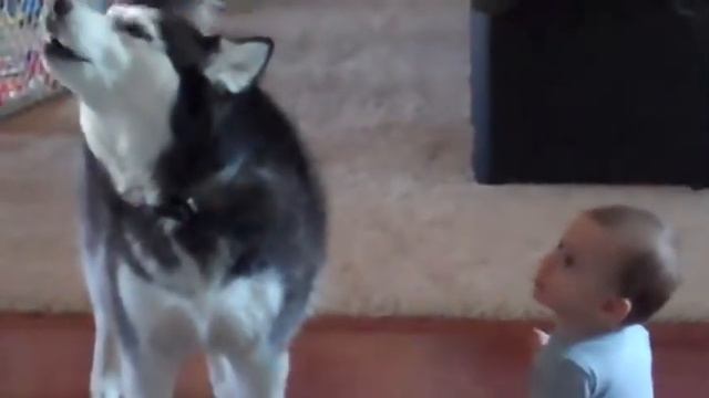 Собака хаски поет с ребенком смотреть онлайн