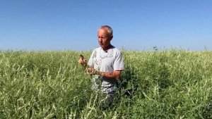 Буркун однорічний - годівник бджіл і землі