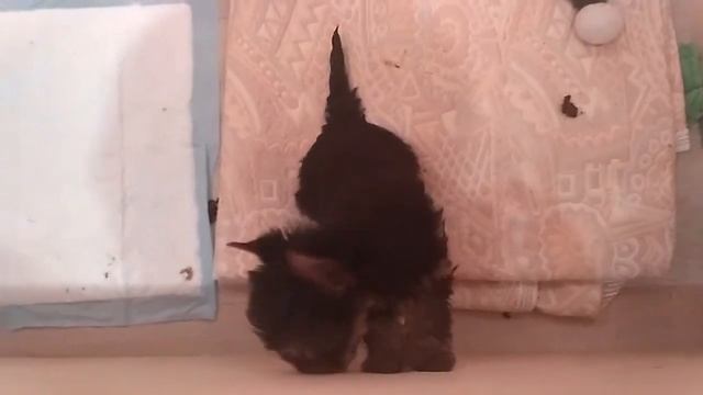 Мальчик йоркширского терьера смотреть онлайн