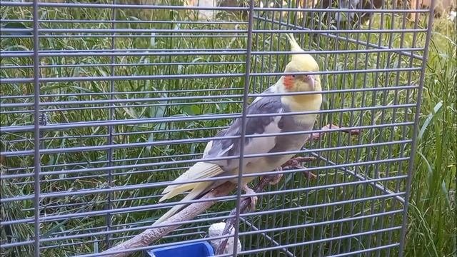 Male Cockatiel Sound. Cockatiel Mating Call. Cockatiel Bird Sound #CockatielParty #Корелла
