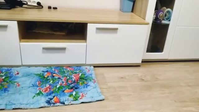 Тойчики резвятся смотреть онлайн