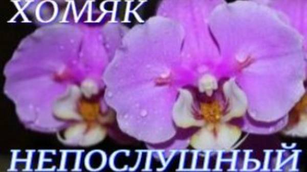 №991/ ОРХИДЕЙНЫЕ покупки с ВЫСТАВКИ. ХОМЯК непослушный