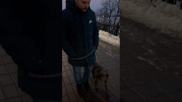 Отрывок прогулки по набережной с Джессикой!) как собака должна ходить? Полное на дзене ссылка 👇👇 смотреть онлайн