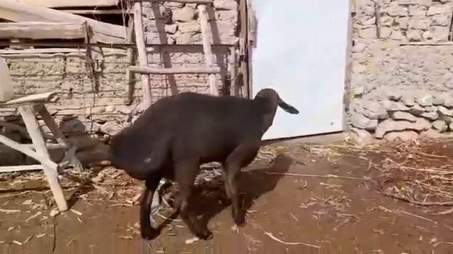 90минге Сатпай Жаткан Афган Козу Кочкор 92-93см смотреть онлайн