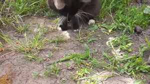 Кот и Ящерица. Cat against lizard. Забавное видео.