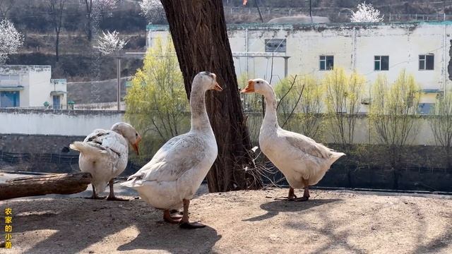 干活累了吃饭就是香，肉末凉粉简单一炒非常美味，太下饭了【农家的小勇】