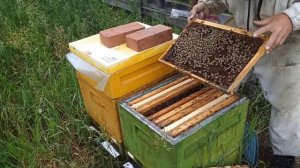 4 часть.Полный цикл развития июньских отводков Бакфаст с молодыми матками и получение мёда в Сибири